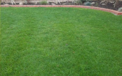 Bringing Your Lawn Back to Life: The Art of Lawn Restoration