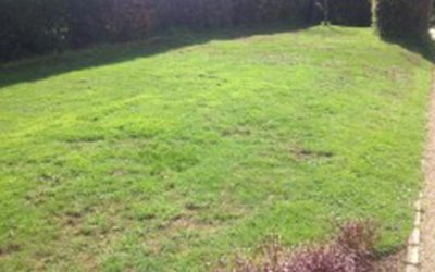 Dealing with Brown patches in a lawn