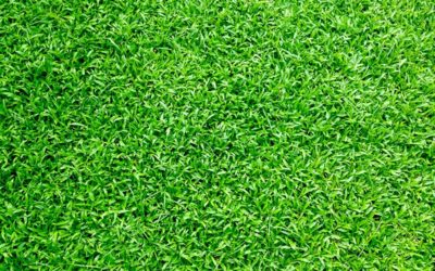 A Year in the Life of a Lawn