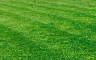 Tips for Avoiding Common Lawn Care Mistakes