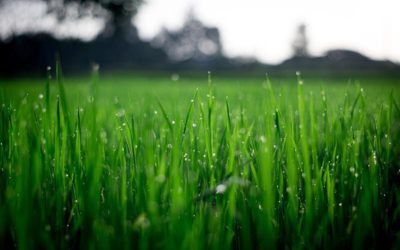 How to make your Lawn Green and Thick